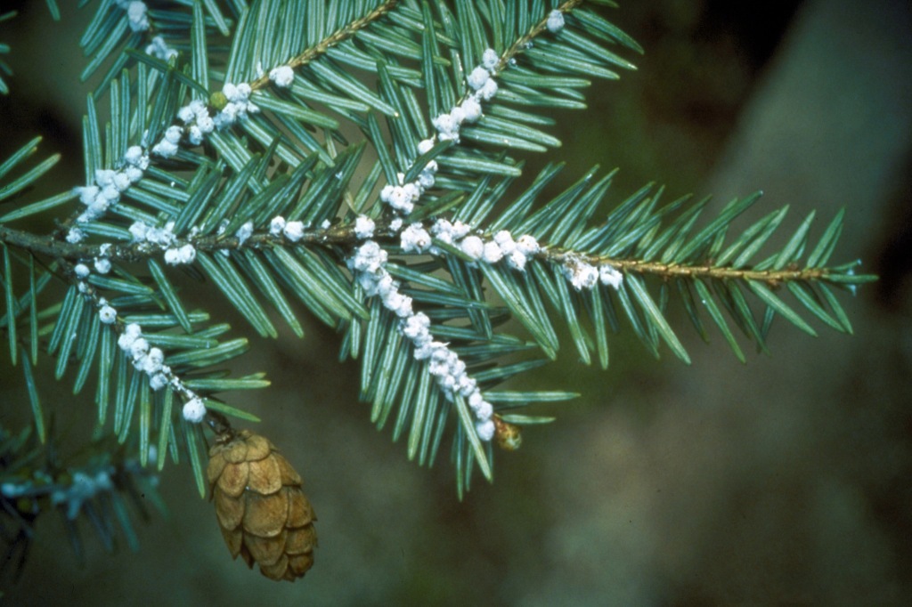 A close-up of hemlock needles, showing small white clusters of eggs from the woolly adelgid.