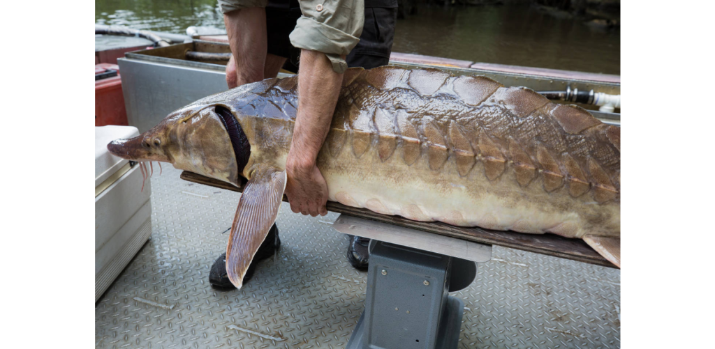 A large, brown Gulf sturgeon is held on a platform on a small metal boat by a biologist, who will take measurements of the fish before releasing it.