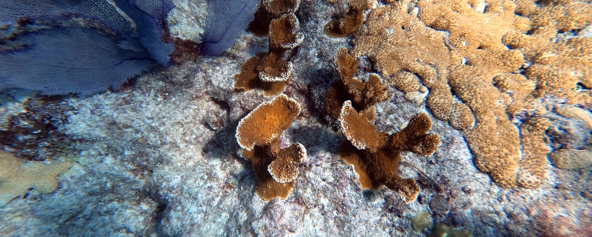 Several species of blue and brown corals can be seen on the reef, including soft and hard species.
