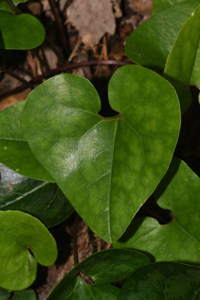 A close-up of several vibrant green, heart-shaped leaves.