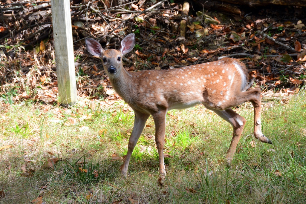 A young fawn looks at the camera while walking.