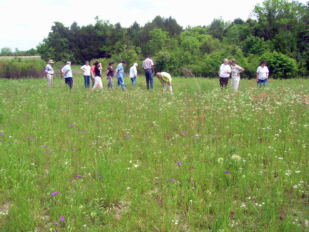 A wide meadow of tall grasses and wildflowers. A group of a dozen people stand at a distance in the field, looking at the plants. Behind the meadow, there is a small woodland area.