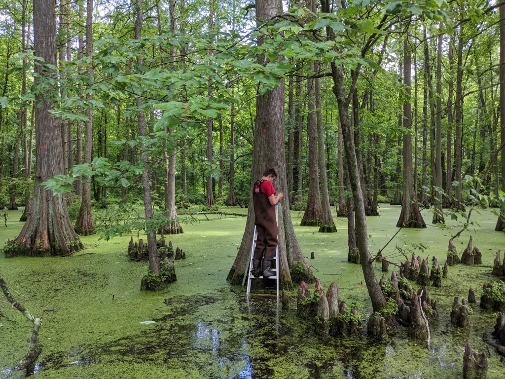 Trees and broken roots rise out of water that is covered with pond scum and algae. In the center of the photo, a person in waders stands on a ladder that extends down into the water. The ladder is propped against a tree, where the person appears to be collecting materials.