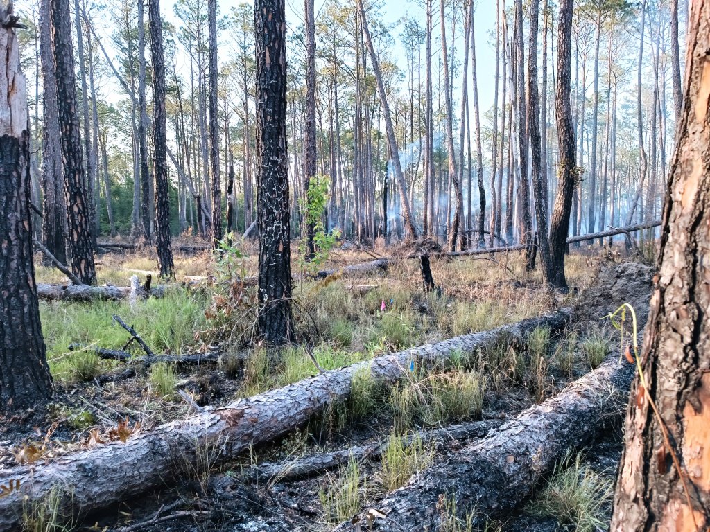 A forest site with around six fallen trees visible and a number of fallen limbs. In the background, smoke from a prescribed fire is visible between the trees.