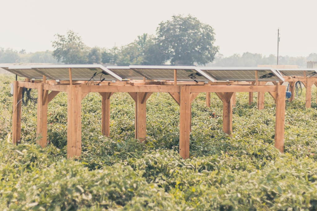 A set of solar panels facing away from the camera on a wooden frame that holds them several feet above rows of plants underneath them.