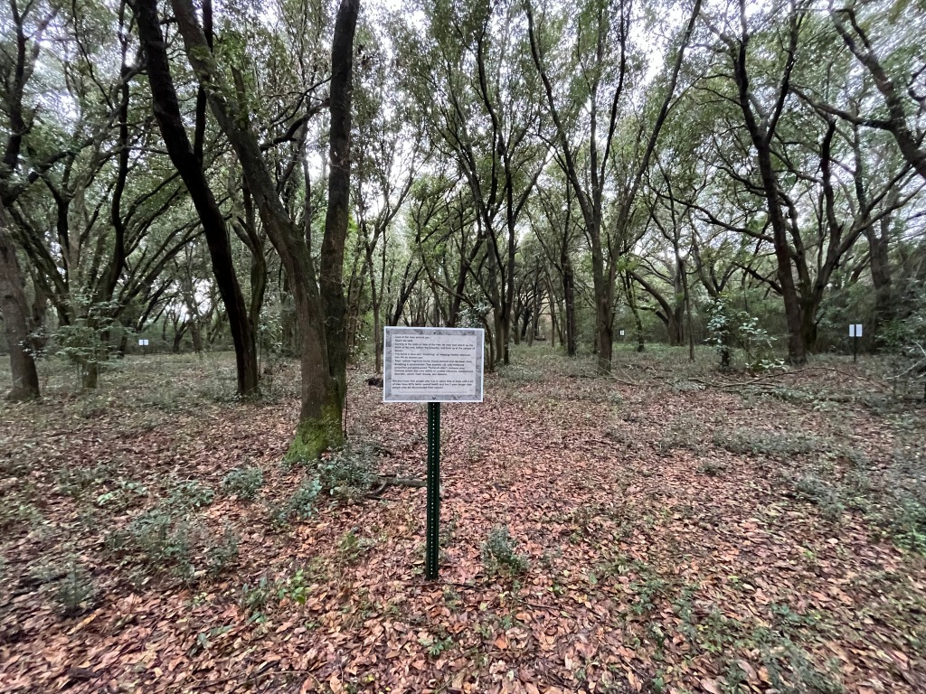 A forest therapy sign in the midst of a clearing of trees.