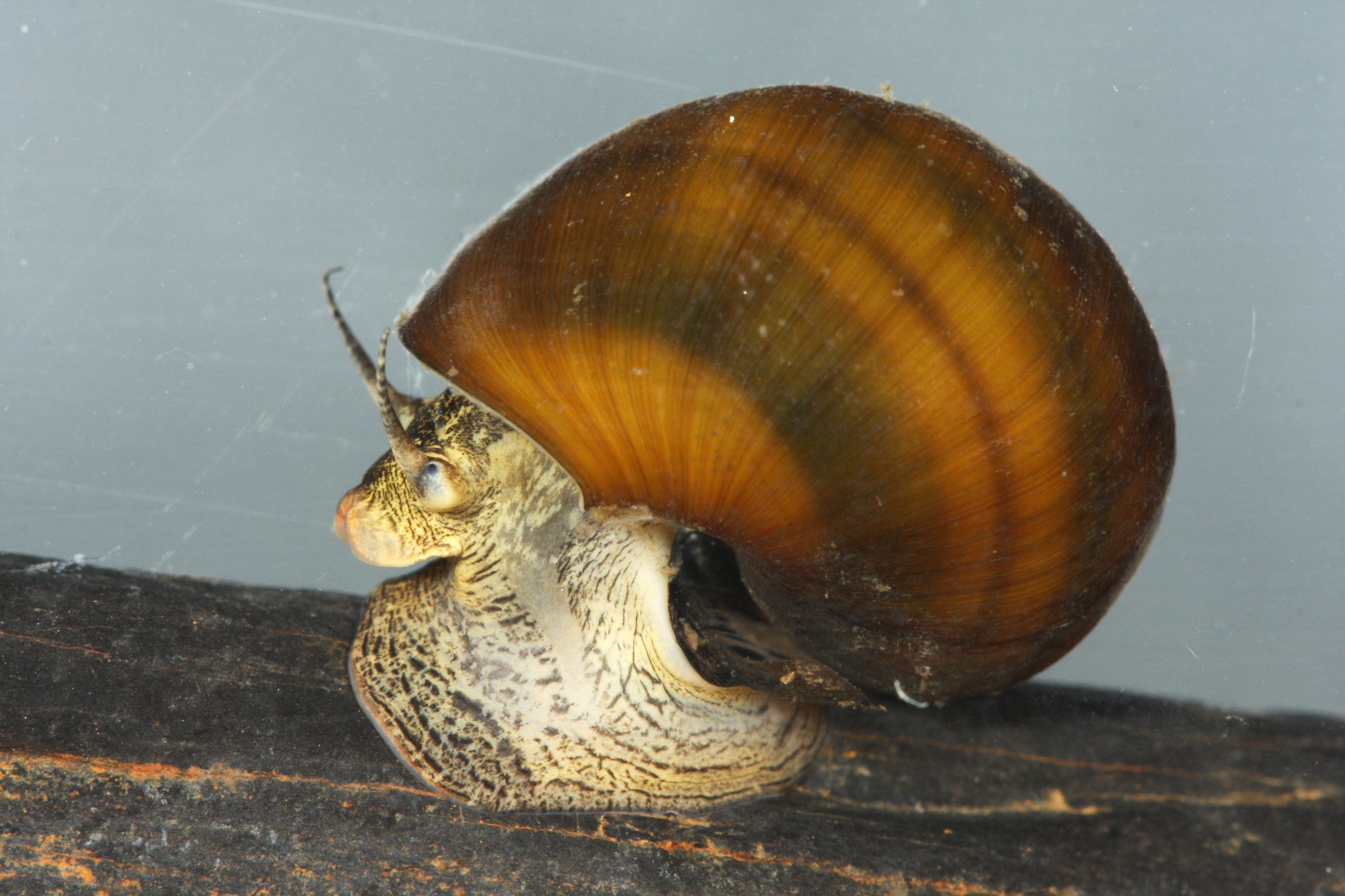 A closeup of a snail in an aquarium. Its head, antennae, body and shell are all visible.
